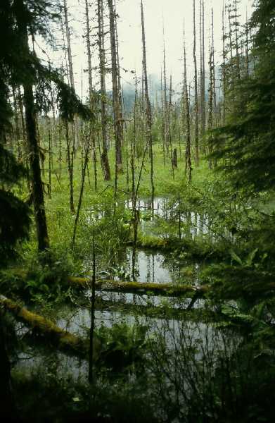 Alaskan Muskeg, Eagle Glacier Trail, near Juneau, Alaska