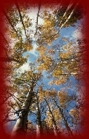 Shaun Laws Photography - Trees